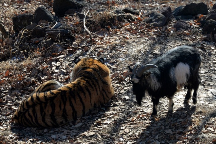 Козел Тимур и тигр Амур. Фото Sputnik/Scanpix