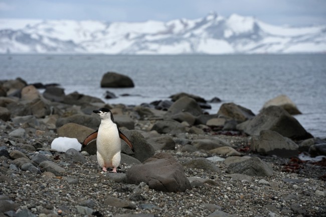 Пингвин на острове Короля Георга. Фото Sputnik/Scanpix