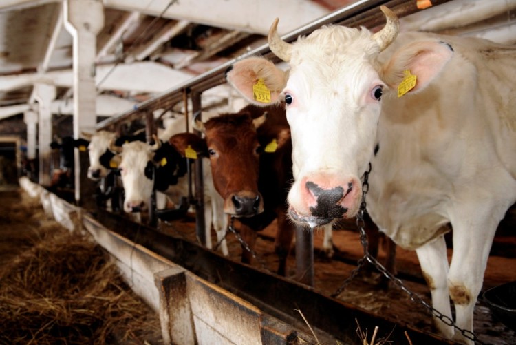 Молочная ферма в Резекне, Латвия. Фото AP Photo/Scanpix