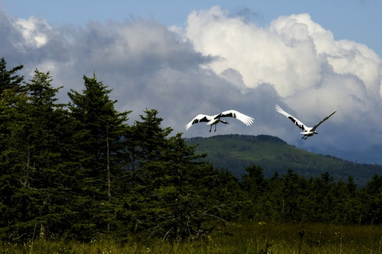 Red-crowned cranes fly over grassland outside Yuzhno-Kurilsk, the main settlement on the Southern Kurile Island of Kunashir September 15, 2015. Russian residents of the island chain at the centre of a dispute between Japan and Russia that has held up a treaty to formally end World War Two hope a diplomatic solution will lure tourists and investment to help refurbish rickety infrastructure. The Southern Kuriles are referred to in Japan as the Northern Territories. Picture taken September 15, 2015. REUTERS/Thomas Peter