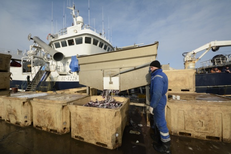A worker unloads fresh pollocks at the Yuzhno-Kurilsk fish plant in the settlement of Yuzhno-Kurilsk on the Island of Kunashir, one of four islands known as the Southern Kuriles in Russia and the Northern Territories in Japan, December 21, 2016. REUTERS/Yuri Maltsev
