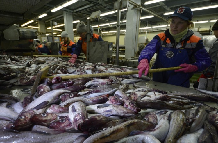Workers sort fresh pollocks for further processing and freezing at the Yuzhno-Kurilsk fish plant in the settlement of Yuzhno-Kurilsk on the Island of Kunashir, one of four islands known as the Southern Kuriles in Russia and the Northern Territories in Japan, December 21, 2016. REUTERS/Yuri Maltsev