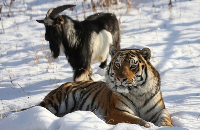 Козел Тимур и тигр Амур. Фото AFP PHOTO / Scanpix