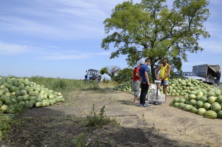 Распродажа арбузов недалеко от Иловайска. Фото Александра Исака/Spektr.Press